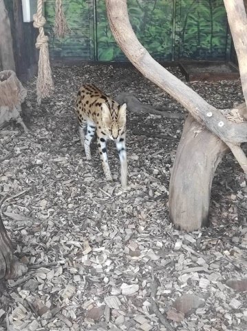 Wycieczka do farmy dyń Dobronianka